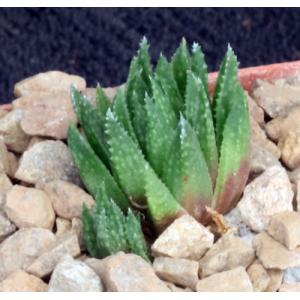 Haworthia variegata var. modesta (Kathoek) 3-inch pots