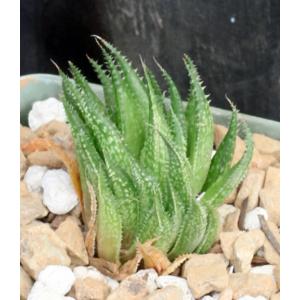 Haworthia variegata var. petrophila (JDV 86/67) 4-inch pots