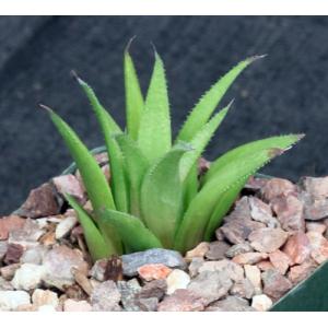 Haworthia venosa var. venosa 4-inch pots