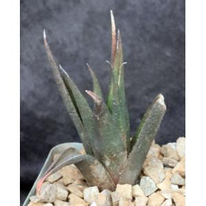 Haworthia venosa var. venosa (Breede River) 4-inch pots