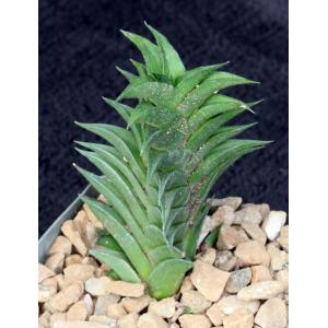Haworthia viscosa 4-inch pots