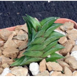 Haworthia viscosa var. pseudotortuosa (JRB 647) 4-inch pots