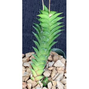 Haworthia viscosa (viridissima) 4-inch pots