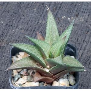 Haworthia venosa var. tessellata cv. \"Dorothy Pasek\"-inch pots
