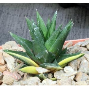 Haworthia cv Zogoneto 4-inch pots