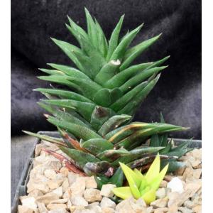 Haworthia cv Zogoneto 5-inch pots