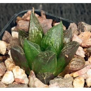 Haworthia cv Legolas 2-inch pots