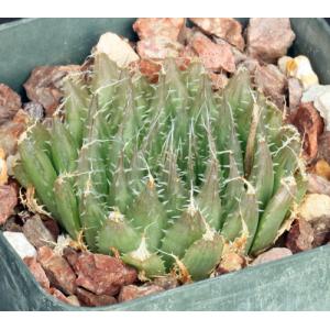 Haworthia decipiens var. decipiens 4-inch pots