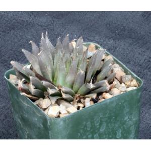 Haworthia aristata (MBB 6852) 4-inch pots