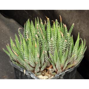 Haworthia attenuata var. attenuata 4-inch pots