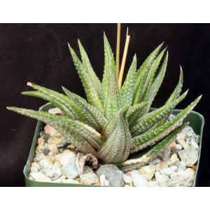 Haworthia attenuata (white variegate) 4-inch pots