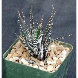 Haworthia attenuata cv Crazy Glaze 4-inch pots