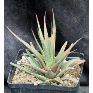 Haworthia attenuata var. radula (variegate) one-gallon pots