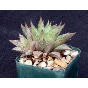 Haworthia cv breticula 3-inch pots