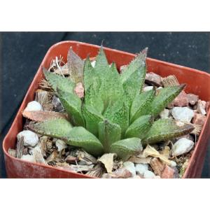 Haworthia cv breticula 4-inch pots