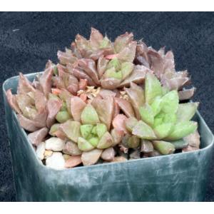 Haworthia caespitosa (IB 2869) 4-inch pots