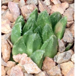 Haworthia cooperi var. venusta (GM 292) 3-inch pots