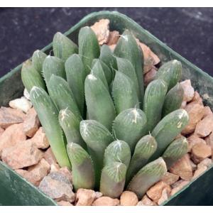 Haworthia cooperi var. cooperi 4-inch pots