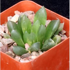 Haworthia cooperi var. pilifera (IB 08618) 4-inch pots