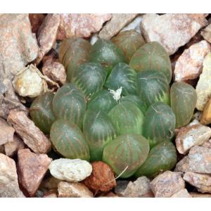 Haworthia cooperi var. truncata (MBB 386/70) 3-inch pots