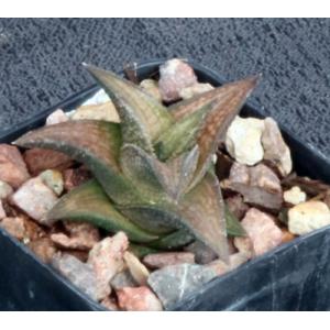Haworthia coriacea (IB 6414) 2-inch pots