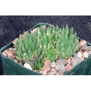 Haworthia cummingii (VDV1414) 4-inch pots