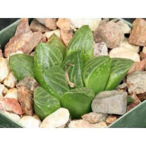 Haworthia cv Mea Culpa 2-inch pots