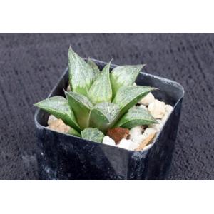 Haworthia cv Cinderella 2-inch pots