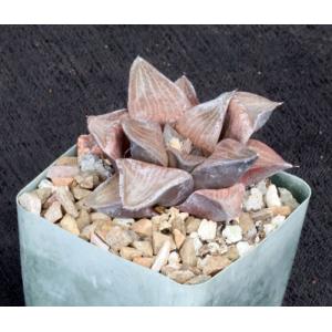 Haworthia cv Pretty Pink 4-inch pots