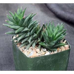 Haworthia cv Zogoneto 4-inch pots