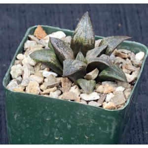 Haworthia cv Cinderella 4-inch pots