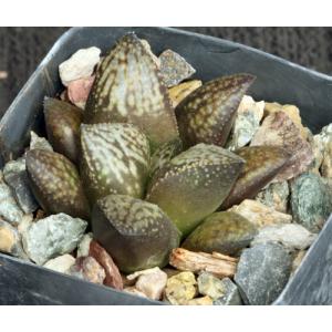 Haworthia cv Toni 2-inch pots