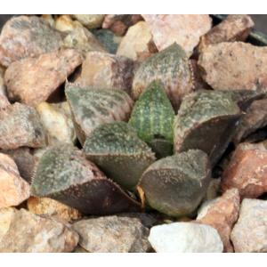 Haworthia cv En Fuego 2-inch pots