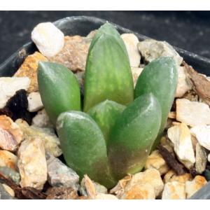 Haworthia cv Evermore 2-inch pots