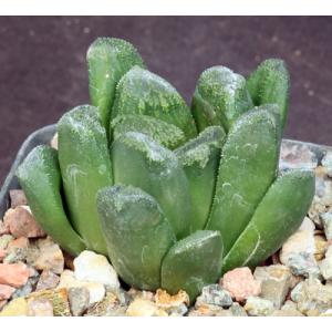 Haworthia cv Hosmer 4-inch pots