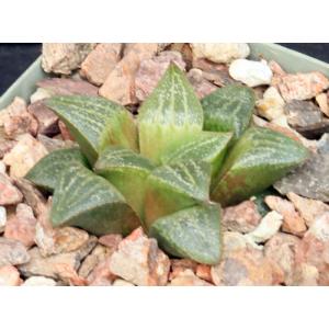 Haworthia cv Katie 4-inch pots