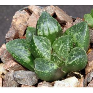 Haworthia cv Kiva 2-inch pots