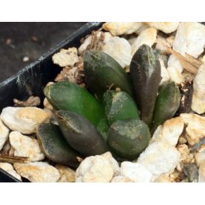 Haworthia cv Merry 2-inch pots