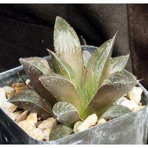 Haworthia cv OMG 2-inch pots