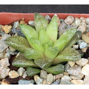 Haworthia cv Pink Hurl 4-inch pots