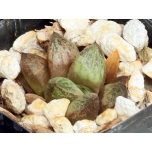 Haworthia cv Plagioclase 2-inch pots