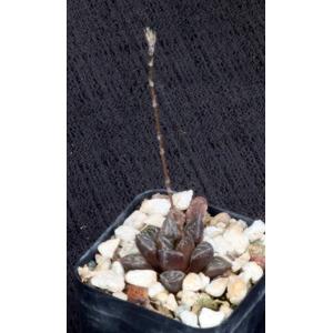 Haworthia cv Rad 2-inch pots