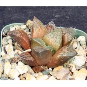Haworthia cv Suavecito 2-inch pots
