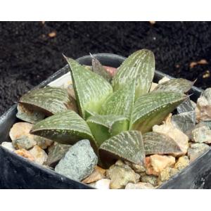Haworthia cv Vensters 2-inch pots