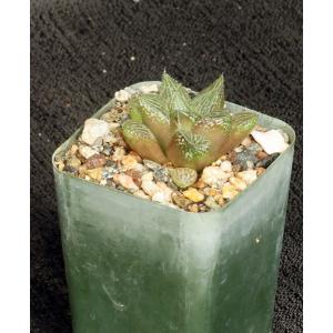 Haworthia cv Wicked 2-inch pots