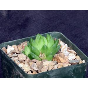 Haworthia cymbiformis var. umbraticola (IB7023) 4-inch pots