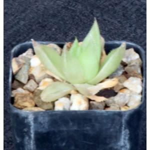 Haworthia cymbiformis var. setulifera (planifolia) 2-inch pots