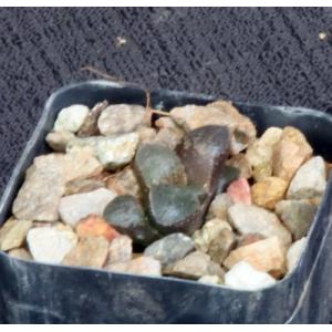 Haworthia emelyae var. emelyae (picta, GM 568) 2-inch pots