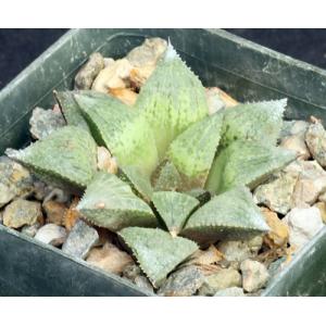 Haworthia emelyae var. emelyae 3-inch pots