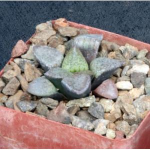Haworthia emelyae var. emelyae (Mt Hope) 4-inch pots